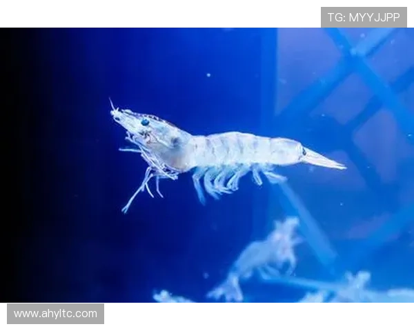 爱游泳的足球明星在水中展现不同风采与激情的故事